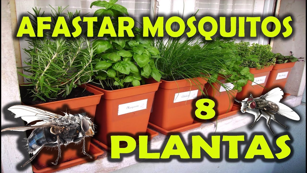 Plantas Que Afastam Mosquitos Youtube