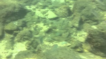 Life Aquatic With Ori Kislev 20