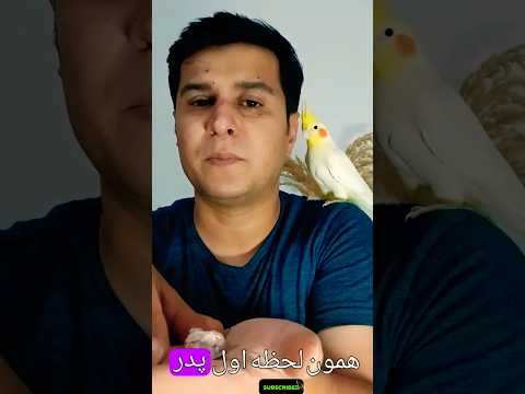 بعد از دنیا اومدن جوجه عروس هلندی چه کارهایی باید انجام بدیم عروس هلندی طوطی جوجه عروسهلندی