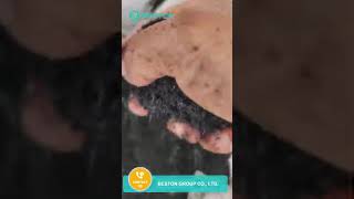 Beston Group Charcoal Making Machine Charcoal Production Video Bestongroup