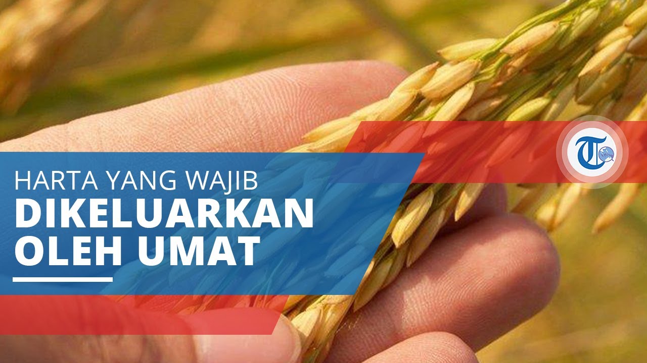 Zakat Harta Yang Wajib Dikeluarkan Orang Beragama Islam Dan Diberikan Kepada Golongan Yang Berhak Youtube