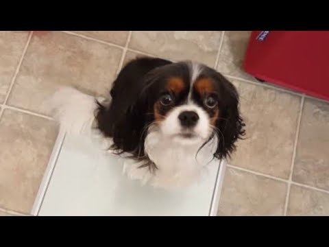keeping their weight in check cavalier king charles cavalier king charles weight chart