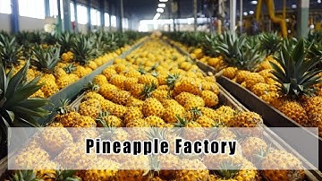 The Pineapple Factory: How Pineapples Are Processed
