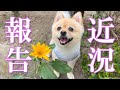 【近況報告】最近の我が家について