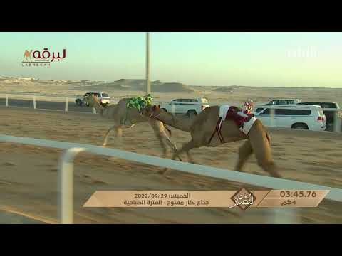 ش3 جبارة ل حمد راشد محمد بن صفوه المري ميدان لبصير عام المحلي الثاني 29 9 2022 جذاع بكار مفتوح