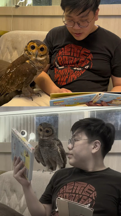 Don't Forget to Always Love Your Pets 🦉❤️