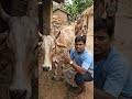 #protect our cows and treat them well#shorts