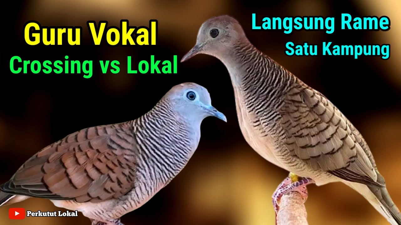 Perkutut Lokal Crossing gacor Suara Besar Pancingan Paling Ampuh Langsung Nyaut #perkututlokalgacor