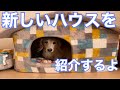 [購入品紹介]新しい犬小屋を買ってみたら反応が………