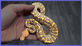 Cypress Ball Pythons Are MORE Stunning Than You Think