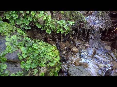 Video: Ricciocarpus Galleggiante - Meraviglioso Muschio