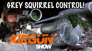 The Airgun Show | Woodland squirrel hunting | Target review by theshootingshow 74,972 views 3 months ago 17 minutes