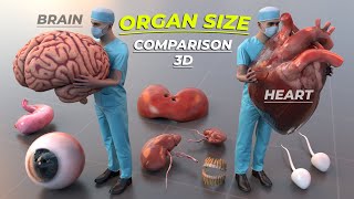 Human organs in Human scale | Organs size | Human body parts