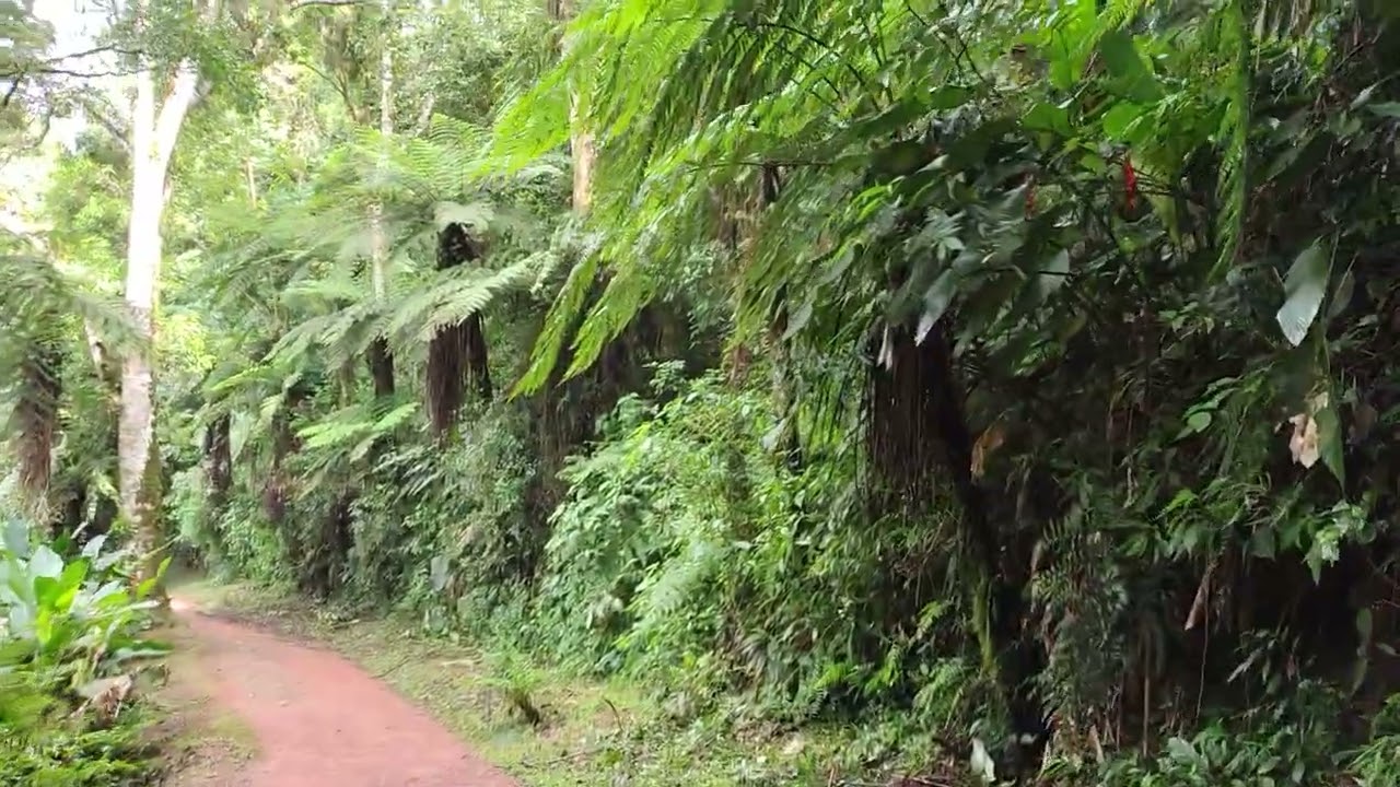 Trilha da cachoeira , lugar maravilhoso 🙌