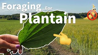 Foraging For Plantain