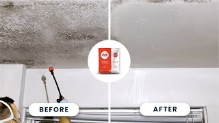 How To Clean Mold Stains From Drywall | Dot Mold Stain Cleaner Wealth
