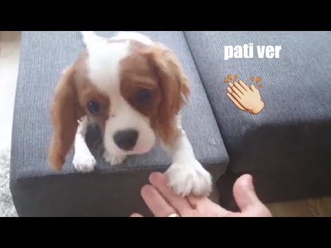 Video: Bir Köpeğe Pençe Vermeyi öğretmek Nasıl