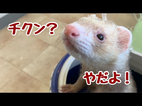 フェレットの腹水：症状・原因から治療・予防まで完全解説
