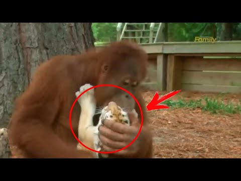 Video: Orangutanı övladlığa götürə bilərsiniz?