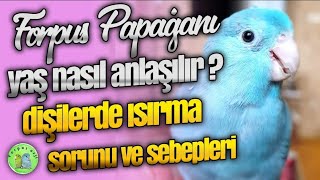 Forpus Papağanı Yaşı Nasıl Anlaşılır Isırma Problemi Ve Çözümleri