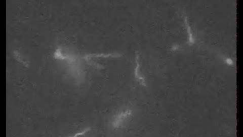 Bacterial Hydrodynamics: Supplemental Video 2