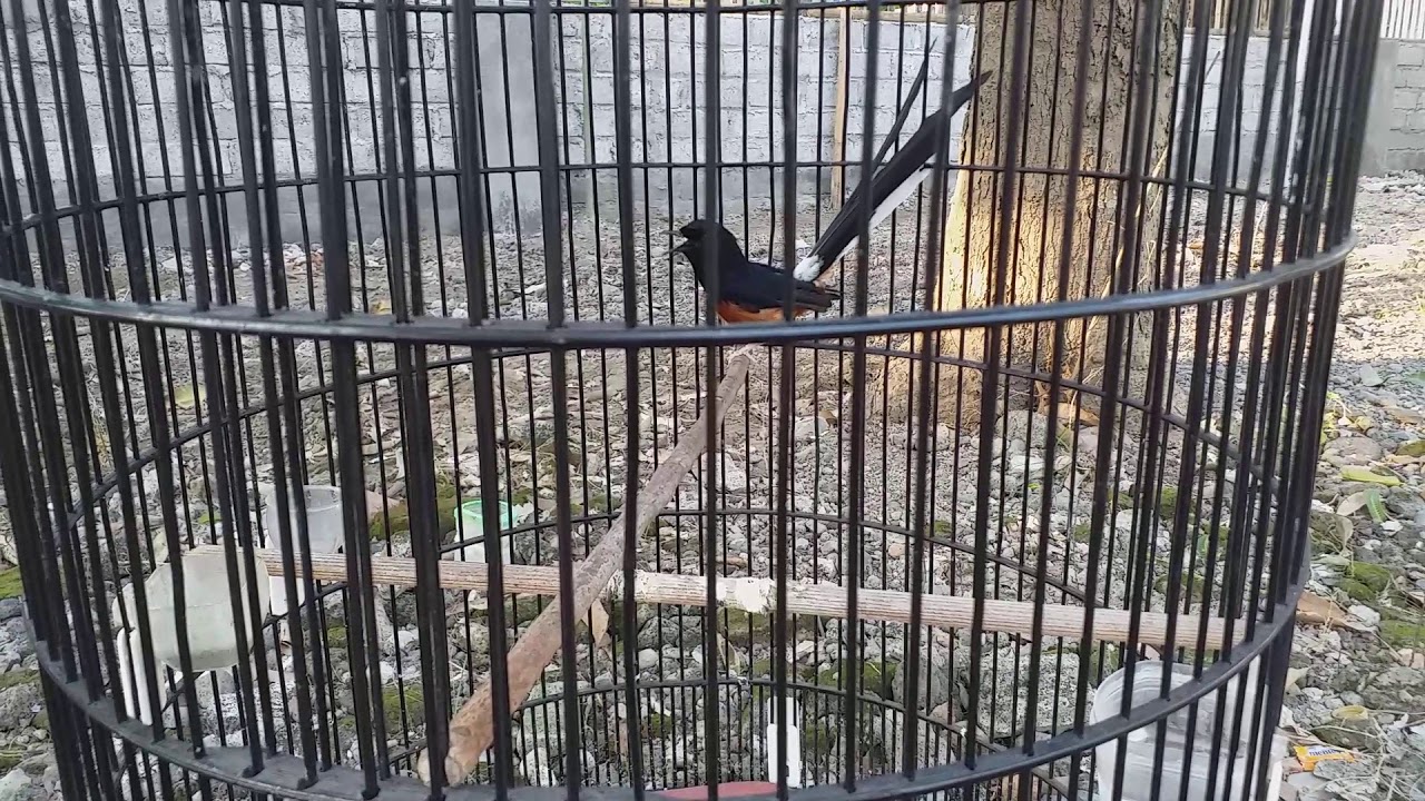 Suara kicau Murai Batu Belum Ngotot 