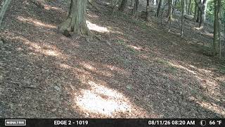 Groundhog sneaking through! #groundhog #woodchuck #wildlife #nature #naturelovers