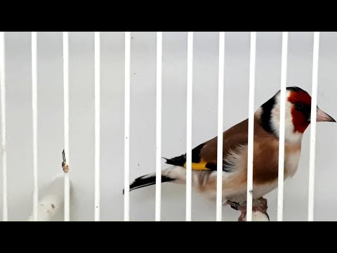 CHARDONNERET ÉLÉGANT -