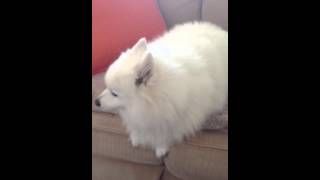 Everyones Favourite Howling Japanese Spitz