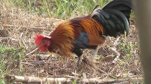 Beautiful chicken, ridiculously good sound  아름다운 치킨, 엄청나게 좋은 소리(Qaib dib2)