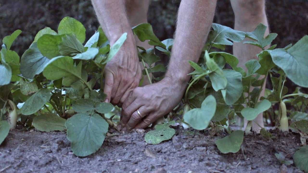 Survival Food Supply: Keep it EASY with SIMPLE Row Gardening! (No