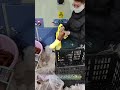 Giant Pikachu Plush Factory Tour ⚡