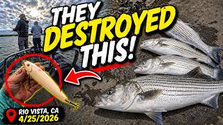 Topwater Striper Bite Went OFF (Rio Vista Delta 2026)