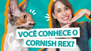 TUDO SOBRE CORNISH REX! - Guia da raça 😻 by Manual Pet 887 views 2 years ago 7 minutes, 46 seconds