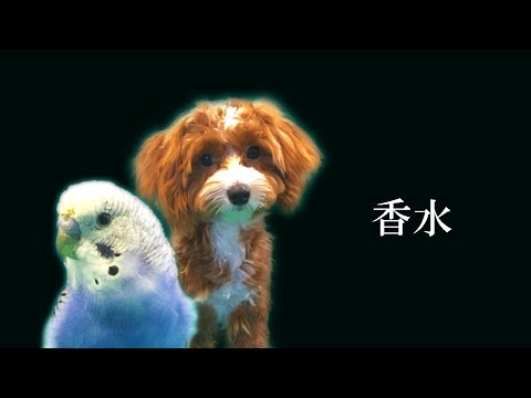 #9 香水　ペットでＭＶ再現　歌／セキセイインコ　ダンス／犬【香水／瑛人　MV再現】
