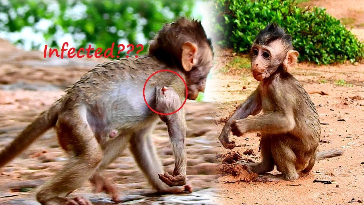 Infected..? Pitiful baby Lola still hurt arm ,have fluid out| Weather so cool make Lola much hurt