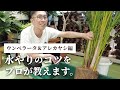 【観葉植物のプロが教える】 水やりのコツ！ウンベラータ&アレカヤシ編