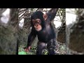 Cute Monkeys Part #59 - Baby Chimp Free or Detention