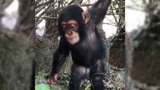 Cute Monkeys Part #59 - Baby Chimp Free or Detention