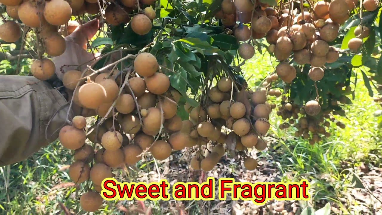 Longan garden full of ripe fruit ready to harvest 🌱 QUOC garden #27