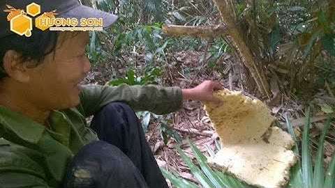 Cận cảnh quá trình khai thác mật ong rừng