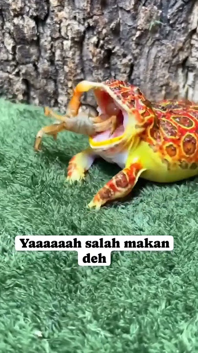 #viral !! katak salah makan kan #videongakak #katak #viraltiktok
