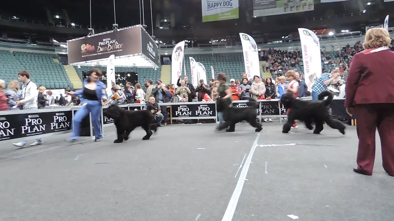 DSCN2192 кобели чемпионы Адмирал СС, БГ Гор, ФН Хоббит Невский, Малаховский Эльф