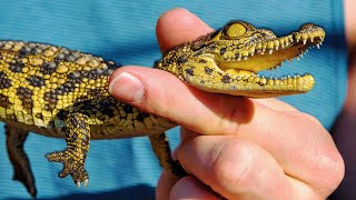 UNCOVERING THE RICH AND HIDDEN WILDLIFE OF AQUATIC ANIMALS