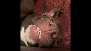 Smiling Dog Video - Lucky having fun!! screenshot 5