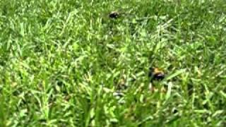 Attack of the bumble bee!