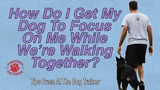 How To Get Your Dog To Focus On You While Walking Together  Tips From Al The Dog Trainer