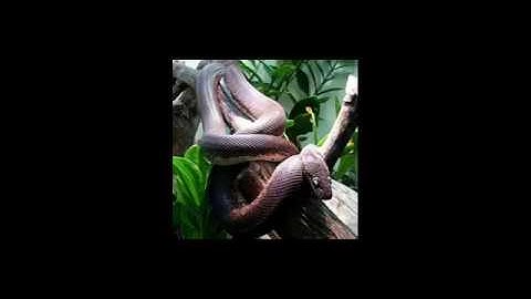 Liasis mackloti savuensis