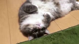 抵抗する猫 ノルウェージャンフォレストキャットresist. Norwegian Forest cat.