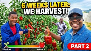 How We are Helping Investors Build Successful  Greenhouse & Hydroponic Business in Nigeria (part2)
